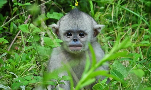 Yunnan Snub-nosed Monkey, Yunnan Golden Monkey